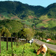 Viajes a Panama | Cerro Punta, Boquete