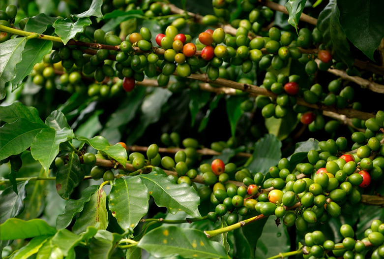 Viajes a Panama | Planta de cafe en Boquete