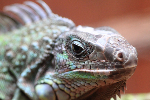 Viajes a Panama | Iguana, Gamboa