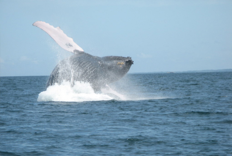 Viajes a Panama | Ballena, Azuero