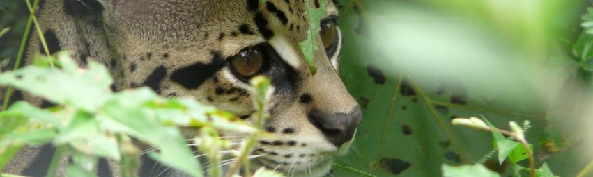 Panama Turismo | Boquete