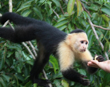 Viaje a Panama | Gamboa mono