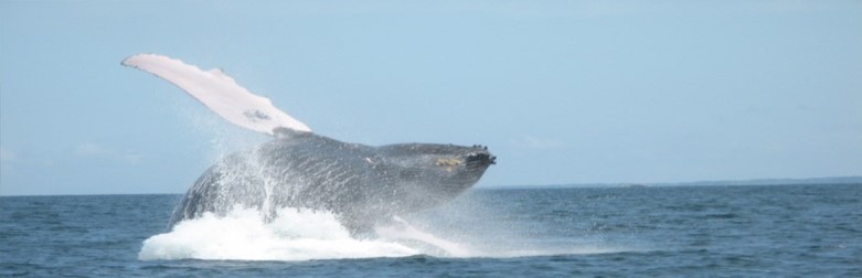panama-urlaub--buckelwal-ballena-viajes.jpg