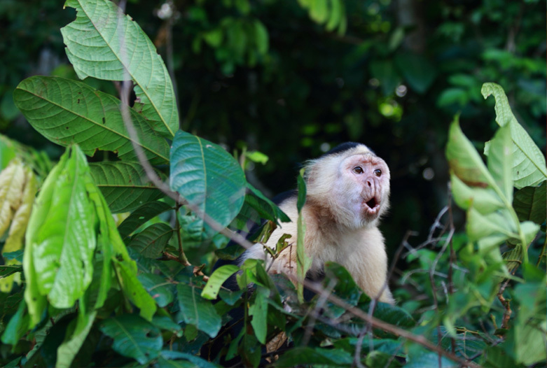 Viajes a Panama | Mono capuchino, Gamboa