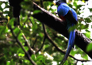 Viaje a Panama | Quetzal