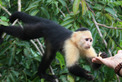 Viaje a Panama | Gamboa mono