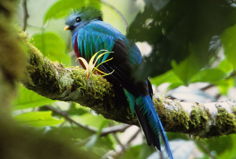 Viajes a Panama | Quetzal Boquete